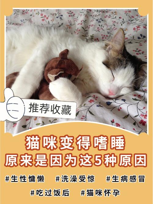 猫咪嗜睡时的咬人小秘密