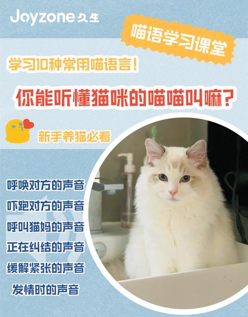 喵语中的秘密，解读猫咪为什么总是不停叫唤