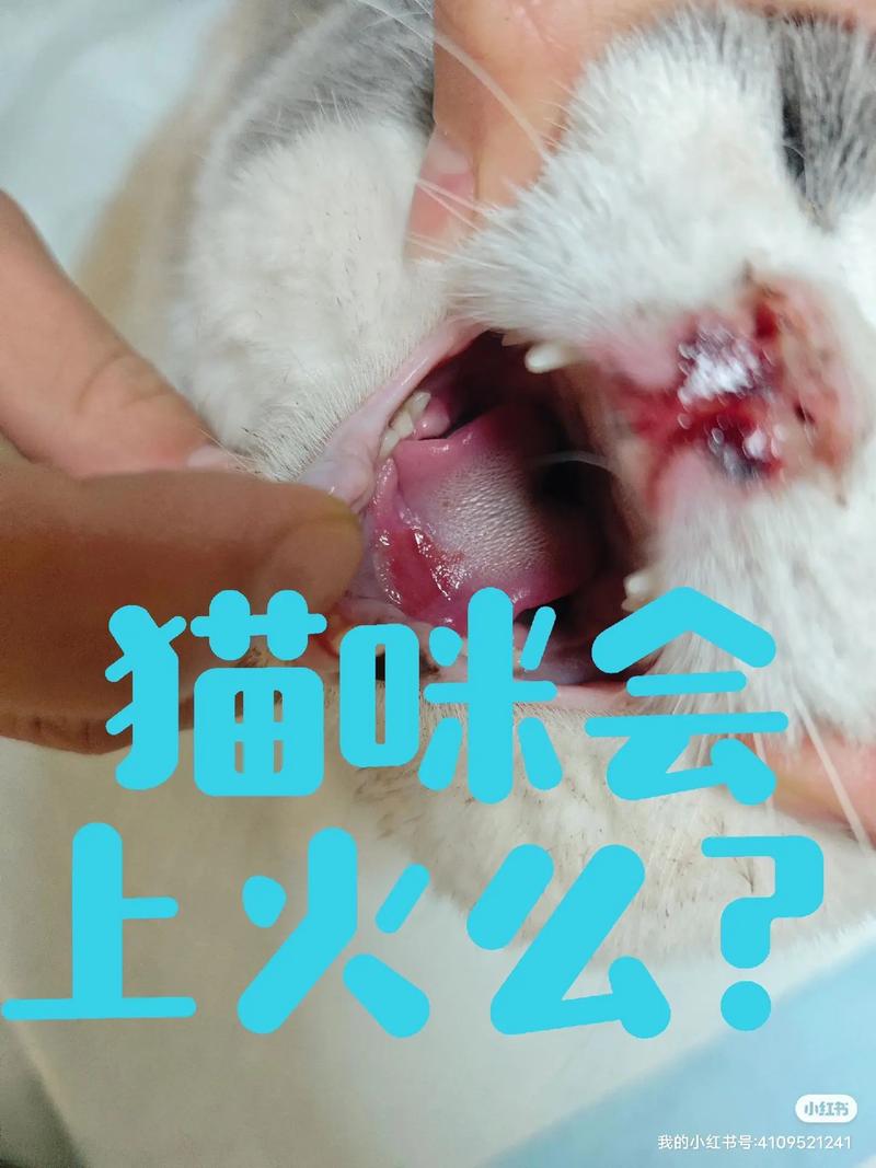 猫咪鼻头溃疡