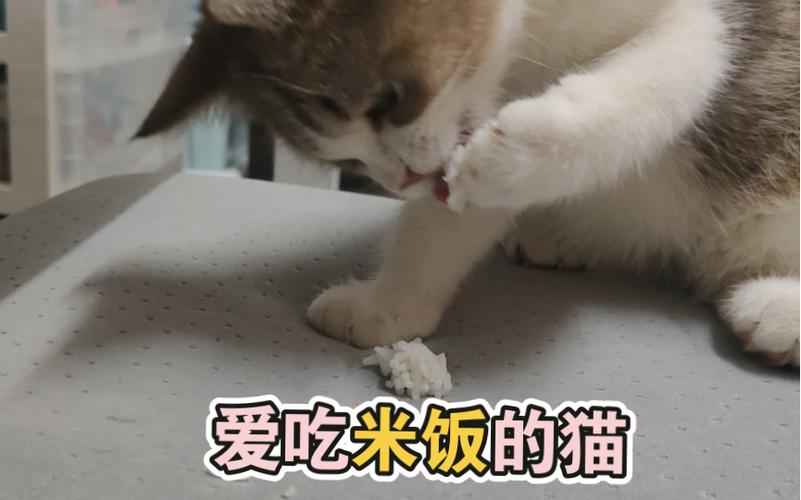 猫咪也能享用美味的米饭