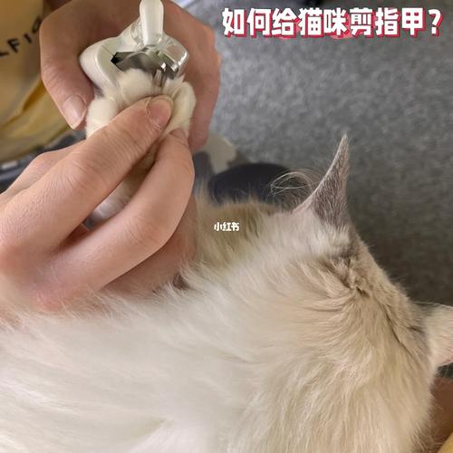 猫咪指甲为何会破裂？呵护你的毛孩子从这里开始