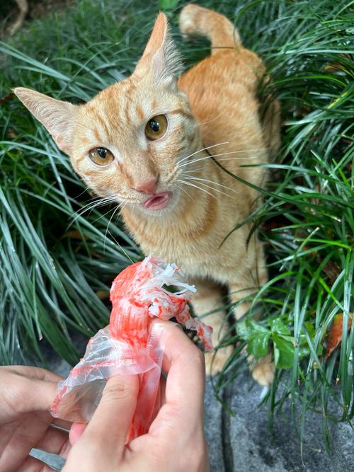 揭秘猫咪的神秘后花园——探秘正常猫咪的屁眼