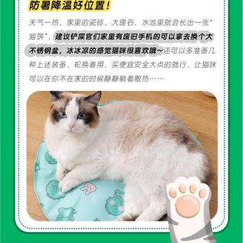 猫咪肚皮着凉？教你几个妙招让它们暖暖和和过冬