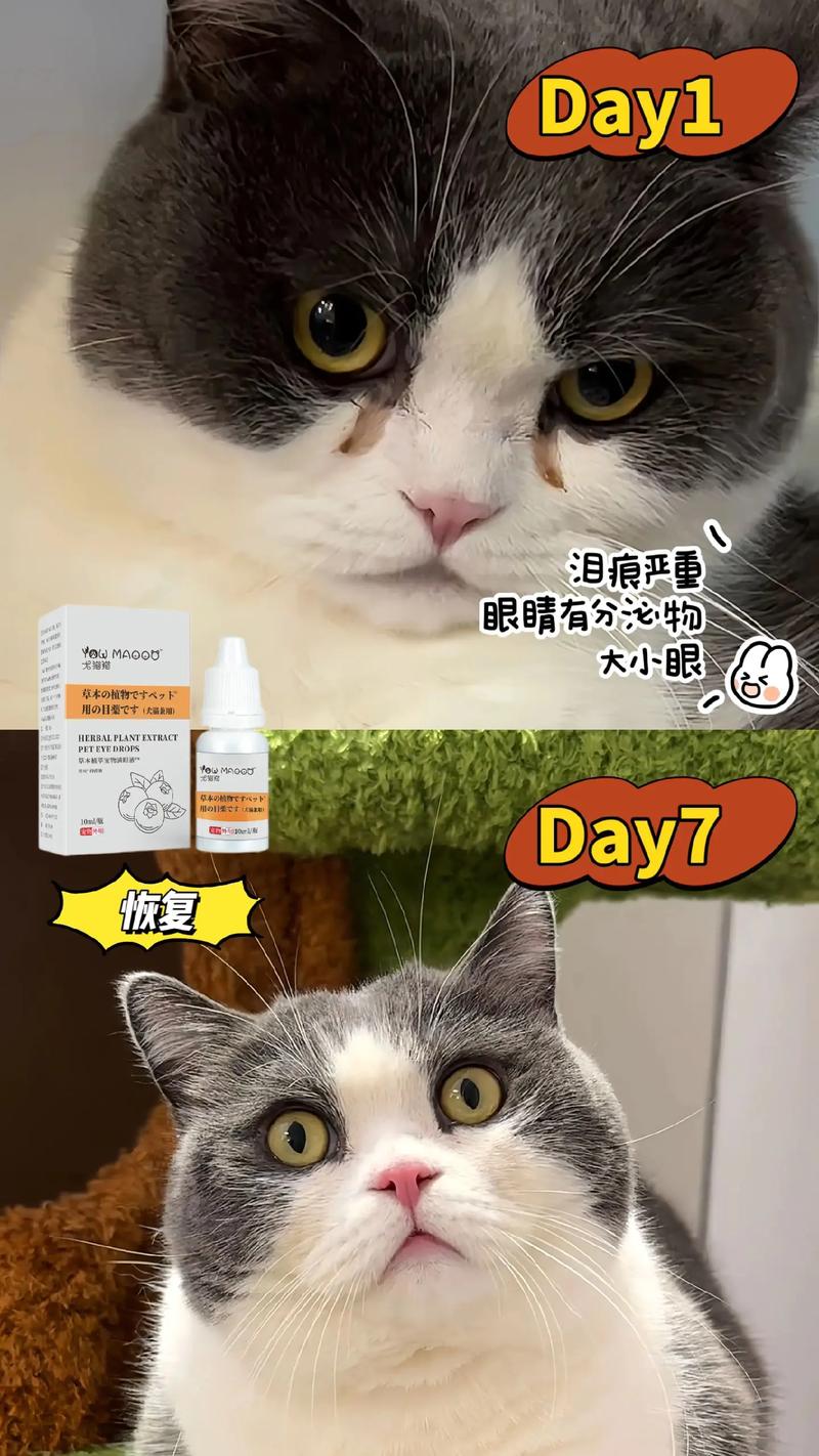 猫咪如何保护眼睛，五大实用小贴士