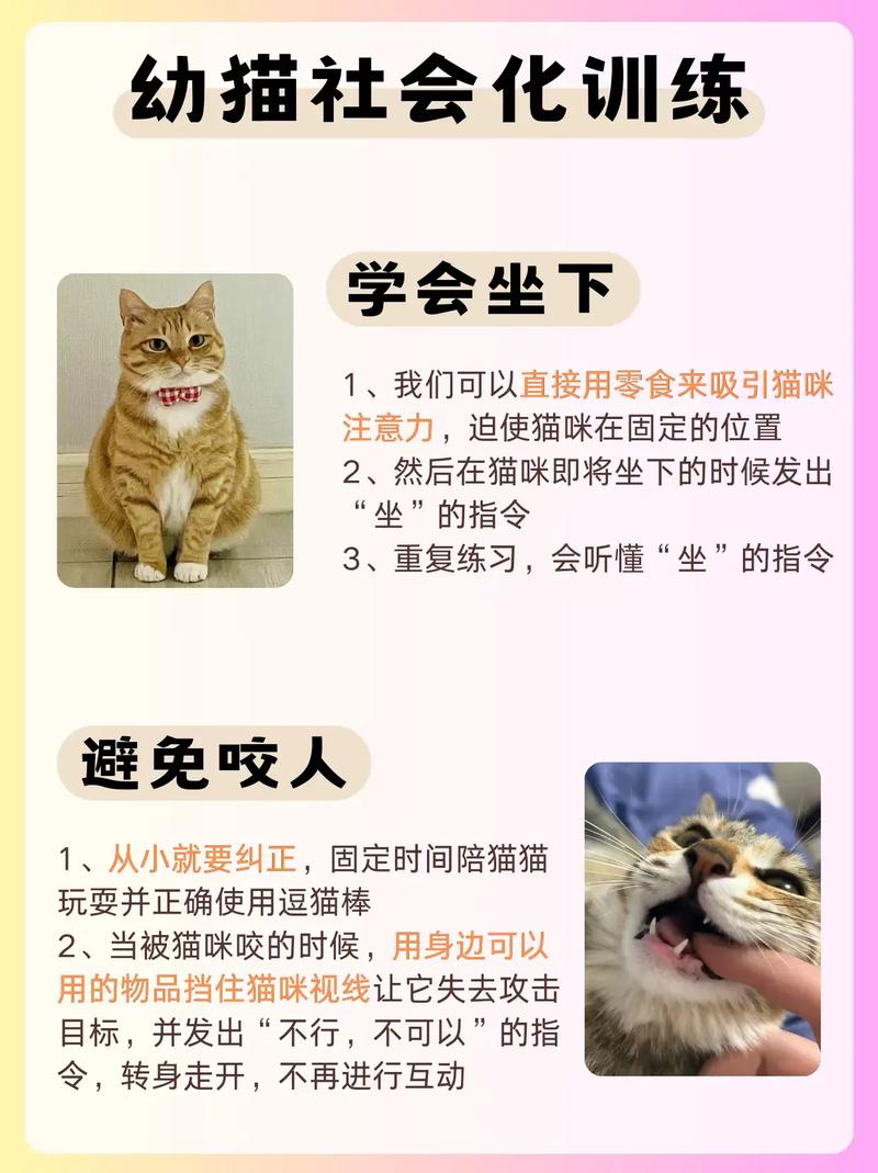 揭秘猫咪训练棒的秘密，打造聪明可爱的小猫咪