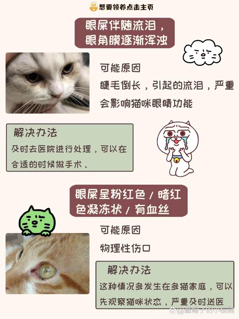 揭秘猫咪妊娠征兆，识别并理解孕猫的健康信号