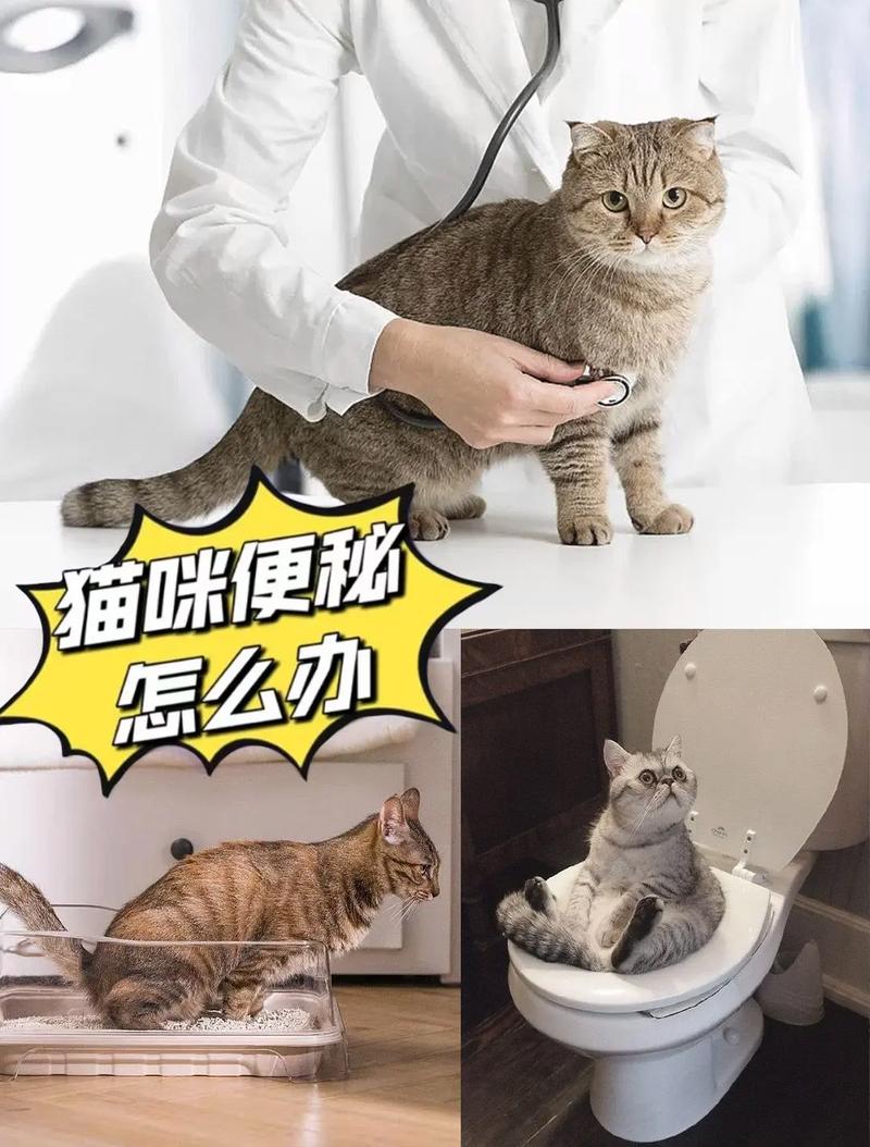 揭秘猫咪灌肠背后的隐秘费用