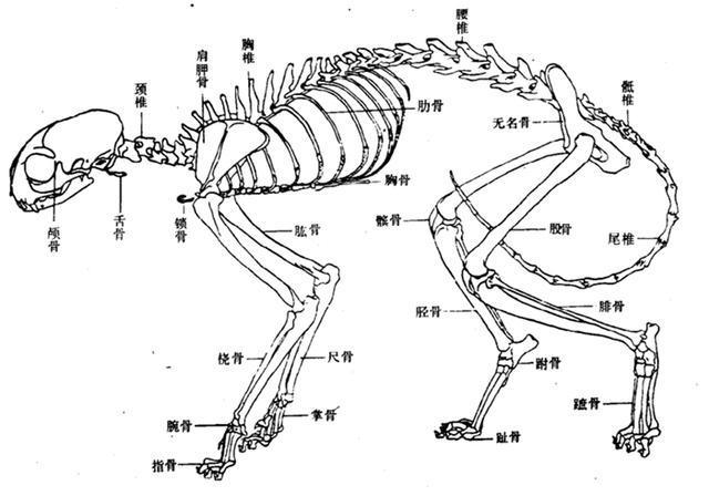 探索猫咪的骨骼奥秘，揭秘它们骨头的分布与结构