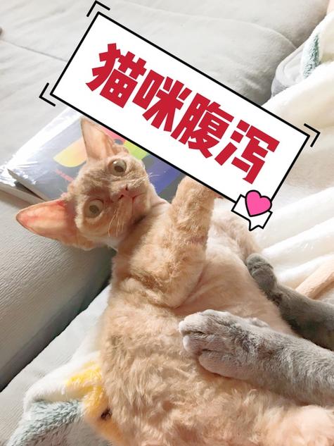 猫咪拉稀，如何科学应对？