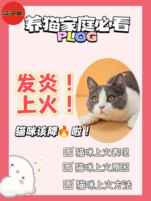 猫咪上火炎症，识别与缓解