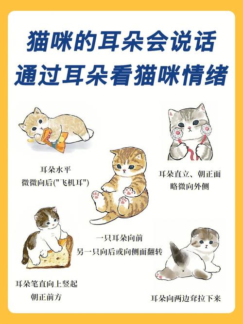 猫咪耳朵旁边的秘密世界