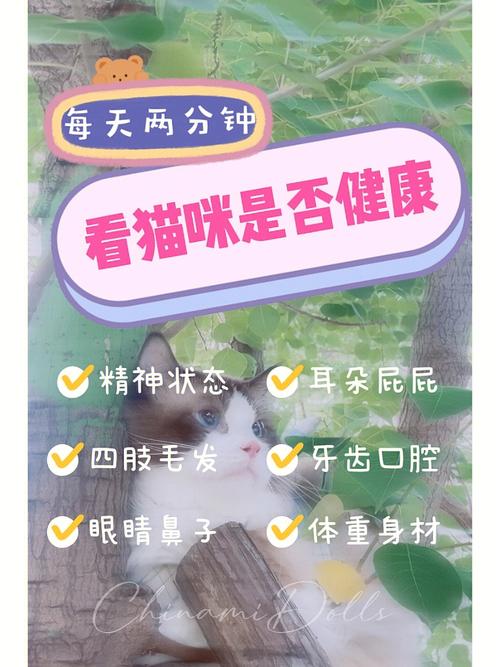 揭秘猫咪排泄习惯，如何识别猫咪健康状况的线索