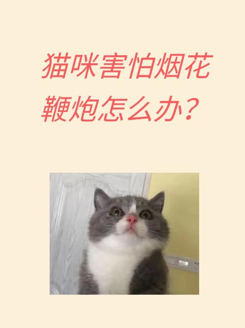 猫咪为何对爆竹如此敏感？