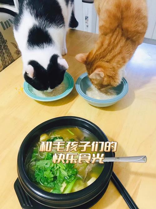 猫咪日常饮食指南，打造健康美味的毛孩子生活