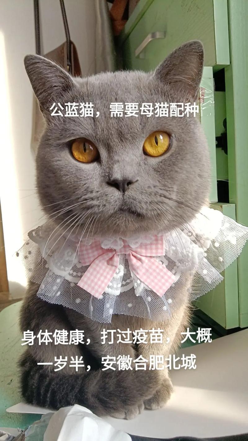 猫咪的完美伴侣，寻找与选择最佳配种对象