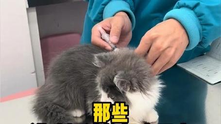 外出打针？猫咪的家庭医生之旅