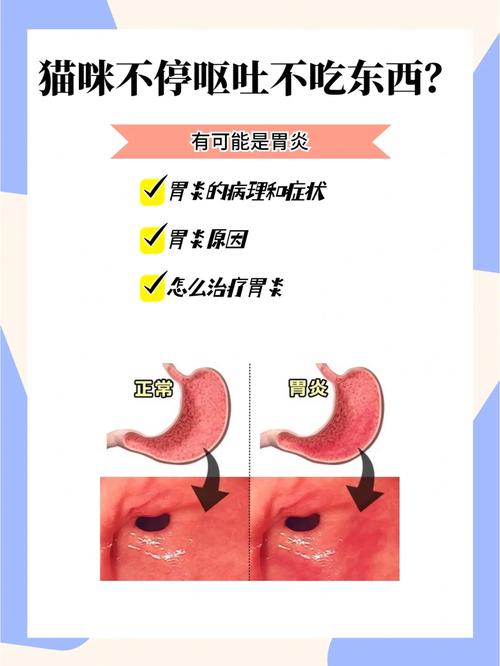 猫咪绝食与呕吐背后的故事