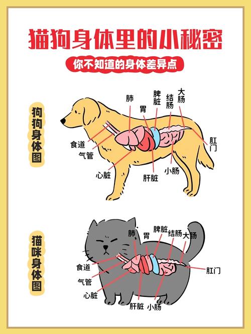 猫咪结肠出血，症状、原因及应对措施