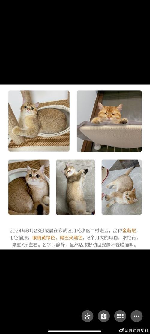 探索上海的猫咪世界，寻找属于你的毛茸伙伴