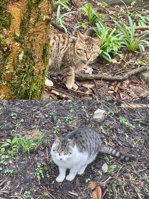 从平地到云端，猫咪的高层住宅冒险记