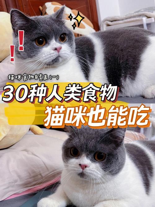 宠爱猫咪，打造家庭中温暖的毛茸伴侣