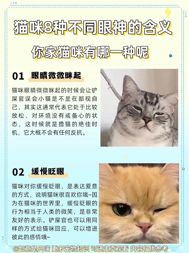 揭秘猫咪的神秘面纱，如何一眼识真伪