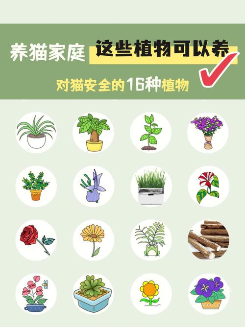 猫咪最爱的10种安全植物