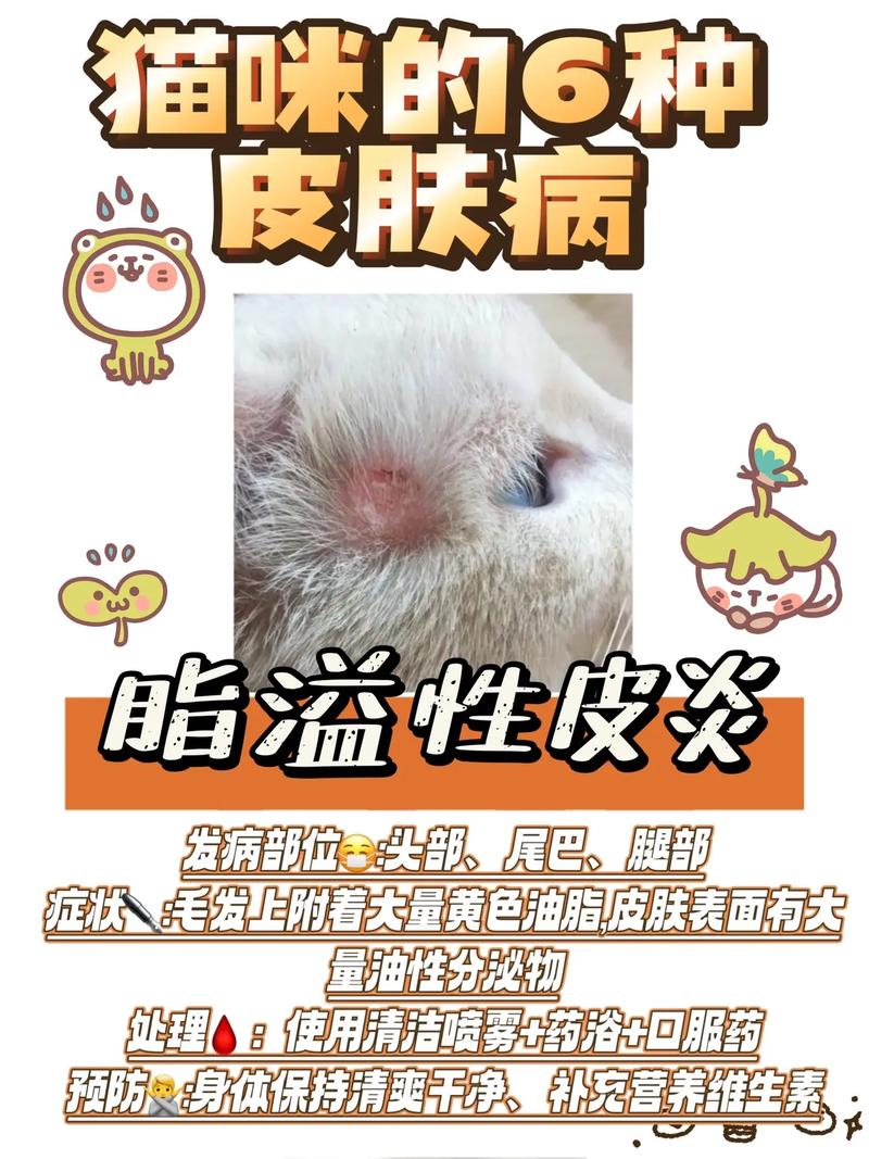 猫咪背部皮炎，症状与应对策略