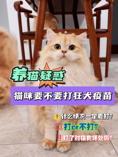 猫咪打针过多，如何为宠物减少不必要的痛苦