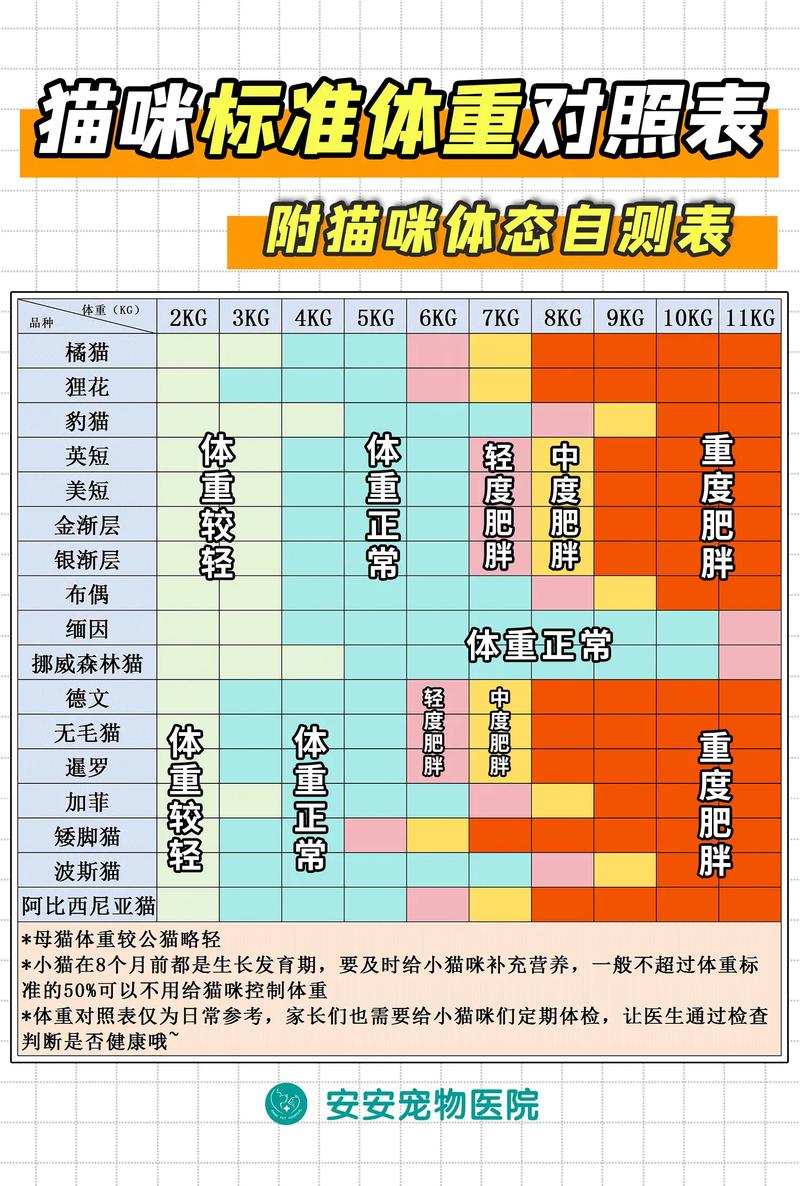 猫咪绝育后的体重变化，如何保持理想体型