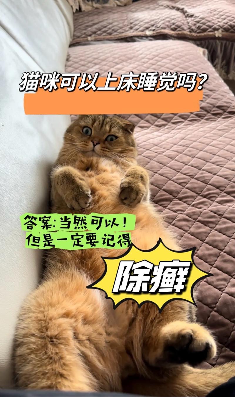 如何避免猫咪误饮酒精