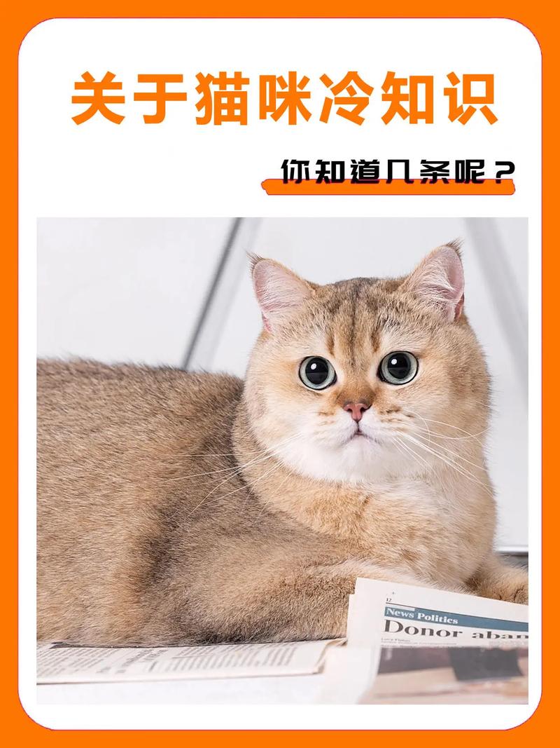 揭秘猫咪去势手术，科学养宠的必知知识