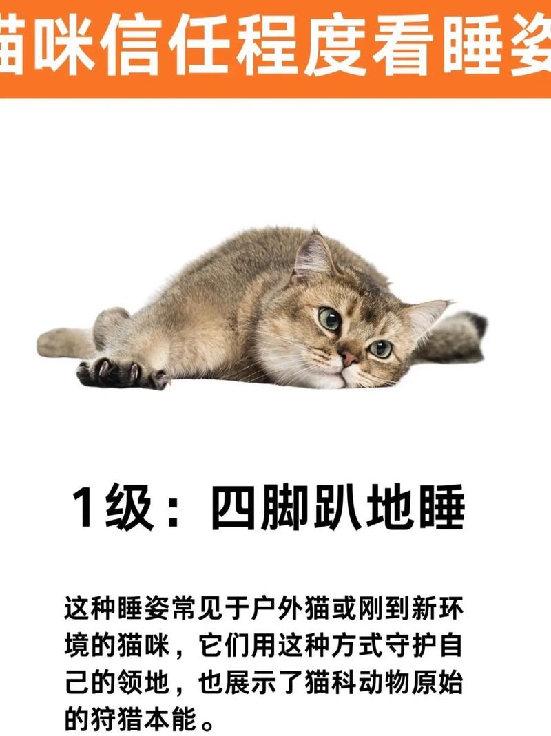 猫咪的睡眠时间，为什么它们总能睡出艺术感？