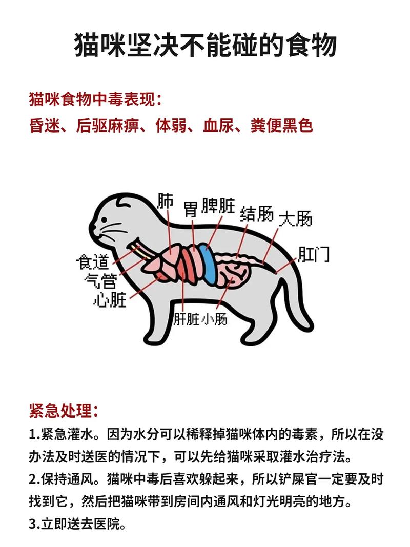 猫咪为何不吃草？探索宠物饮食的秘密