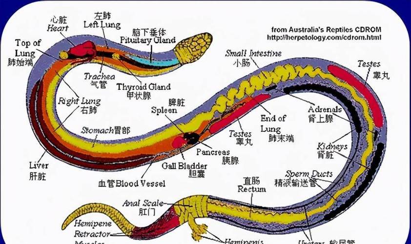 揭秘猫咪发情期的特殊气味