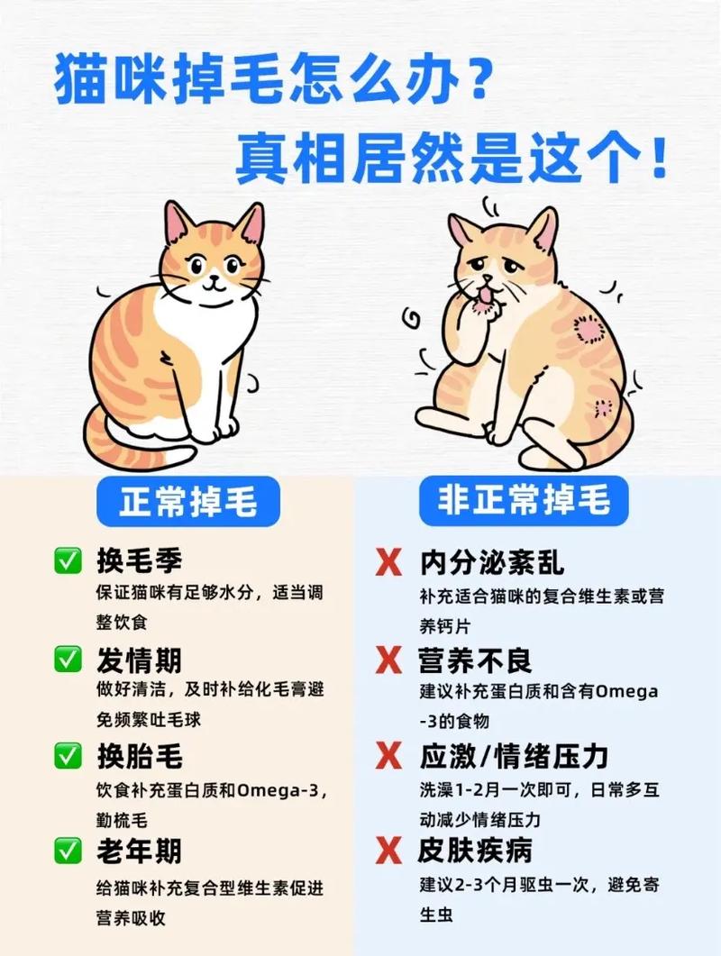 猫咪脱毛红？如何科学应对猫咪掉毛问题