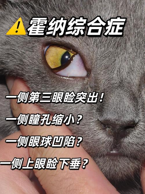 揭秘猫咪眼球疾病的常见症状与预防