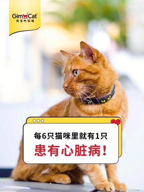 猫咪猝死背后的真相，如何识别和预防