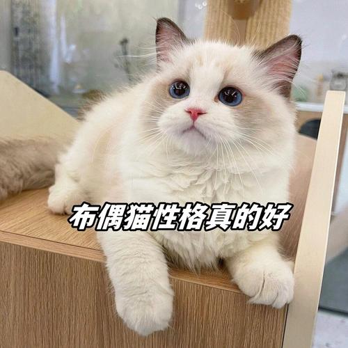 温柔之道——如何安抚猫咪的情绪