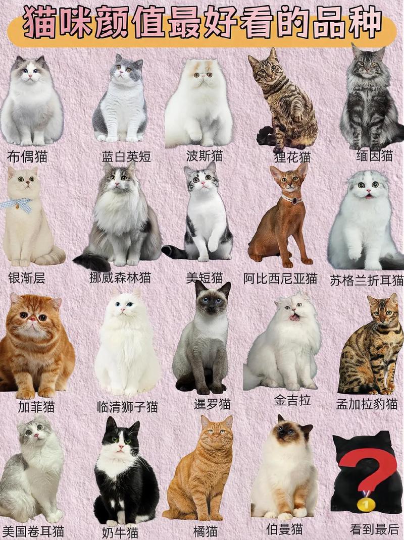 揭秘猫咪品种价位，从街头流浪猫到顶级稀有品种