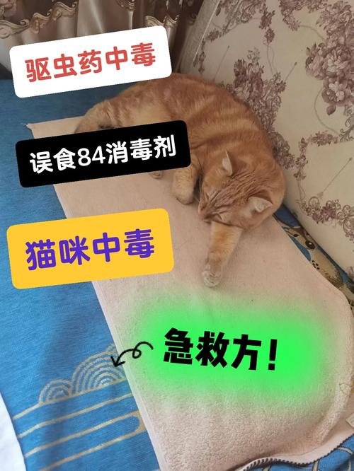 猫咪中毒与灼伤，常见问题及其急救措施