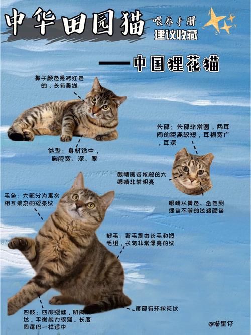 猫的训练之道，从基础到高级的全面指南