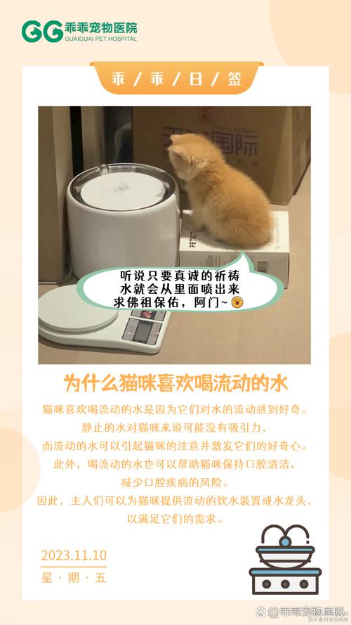 猫咪为何对流动的水如此敏感？