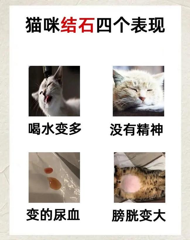 猫咪结石，预防与应对