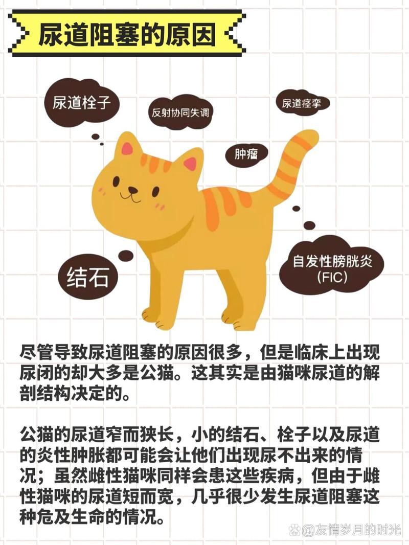 猫咪为何小便很少？揭秘猫咪尿量的秘密