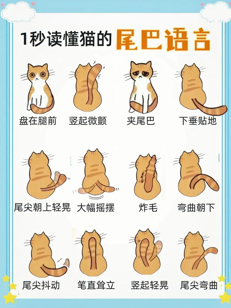 猫咪的尾巴，传递情感的神秘信号