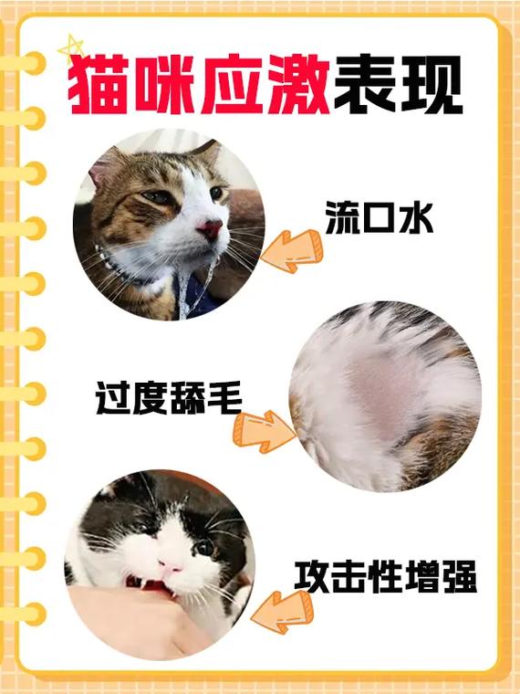 猫咪下唇脱毛，原因与护理指南