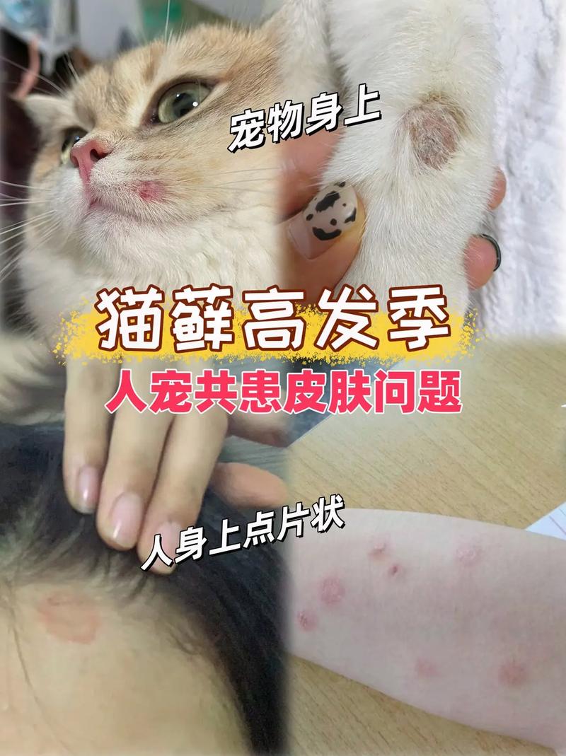 猫咪皮炎红肿，全面解析与应对措施