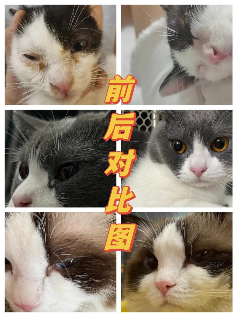 猫咪脖子发炎，常见问题与护理方法