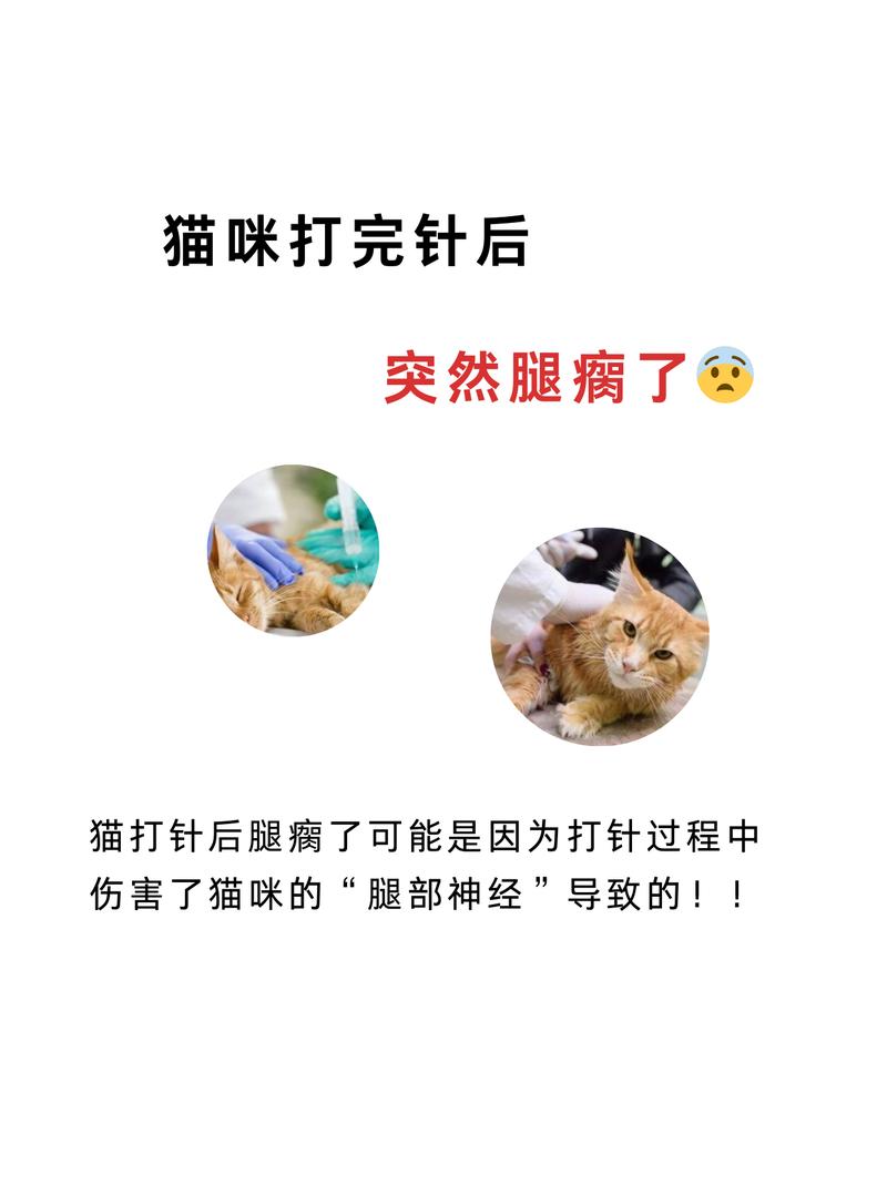 猫咪扭到腿，如何正确处理宠物受伤